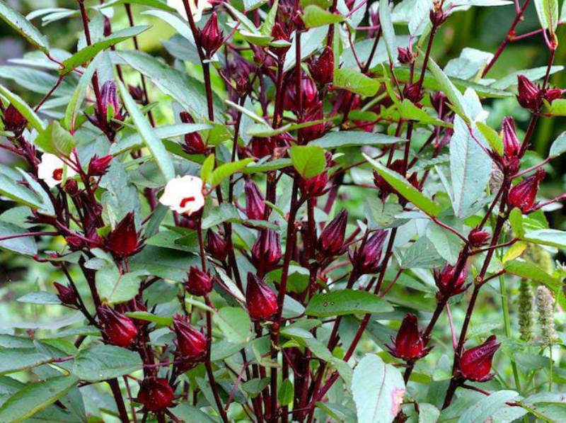 Orang Jarang Paham! Bunga Rosella alias Hibiscus sabdariffa L, Jenis Tanaman Semak Tahunan Pinggir Jalan yang Kaya Manfaat Luar Biasa untuk Kesehatan Tubuh. (PINTEREST)