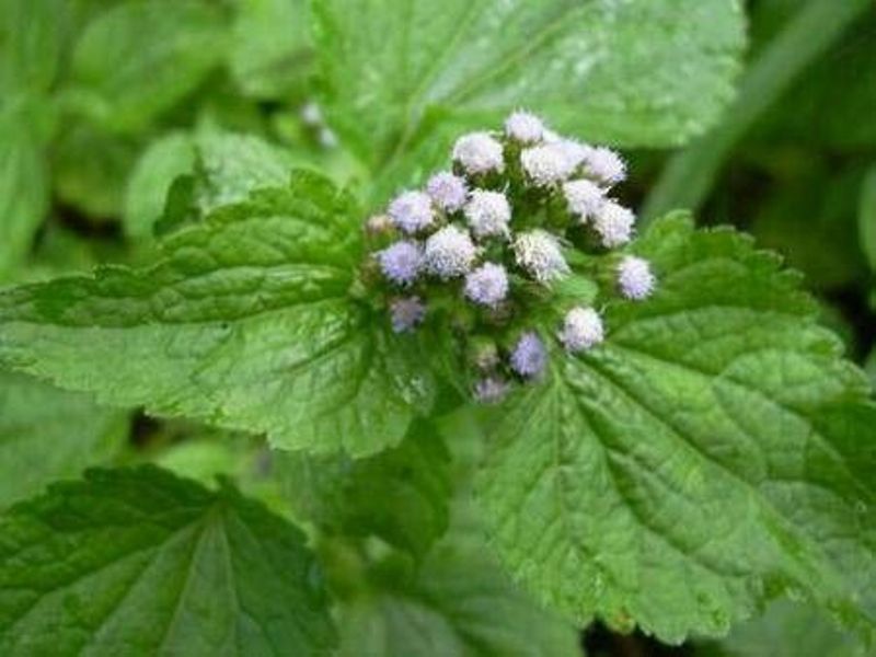 Daun Bandotan Tanaman gulma Berbulu yang Mempunyai Banyak Manfaat untuk kesehatan. (PINTEREST)