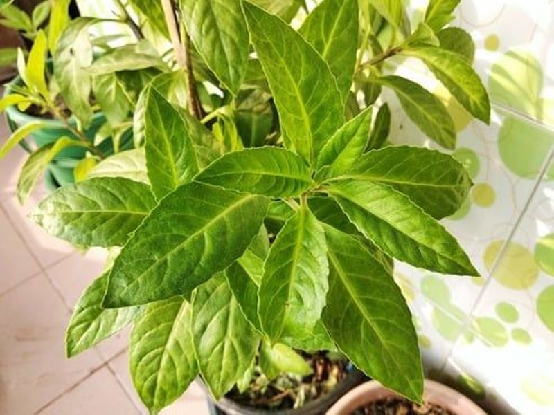 Mengungkap Khasiat Luar Biasa Daun Sambung Nyawa atau Daun Dewa dalam Meredakan Flu hingga Merawat Jantung, serta Panduan Pengolahan yang Tepat untuk Manfaat Maksimal. (PINTEREST)