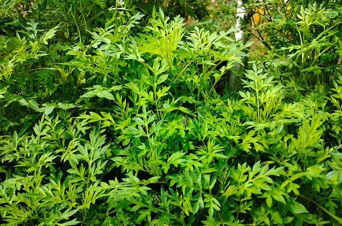 Bantu Atasi Penyakit Kronis Mulai Lemah Jantung hingga Kanker, Inilah 10 Khasiat Daun Kenikir, Tanaman Liar dengan Segudang Dampaknya Bagi Kesehatan. (PINTEREST)