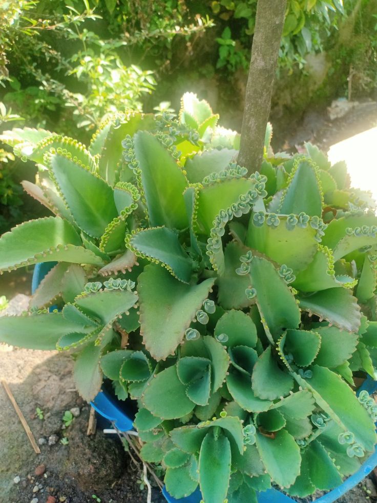 Tanaman Hias cocor bebek (Pinterest)