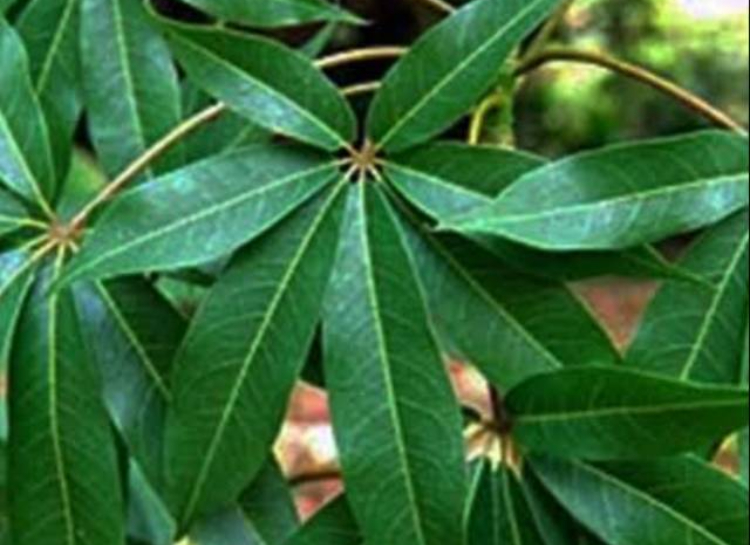 Daun Randu (shopee)