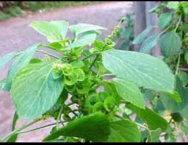 Tanaman anting-anting (Pinterest)