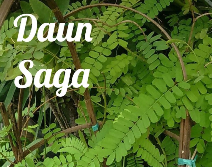 manfaat daun saga untuk kesehatan (pinterest)
