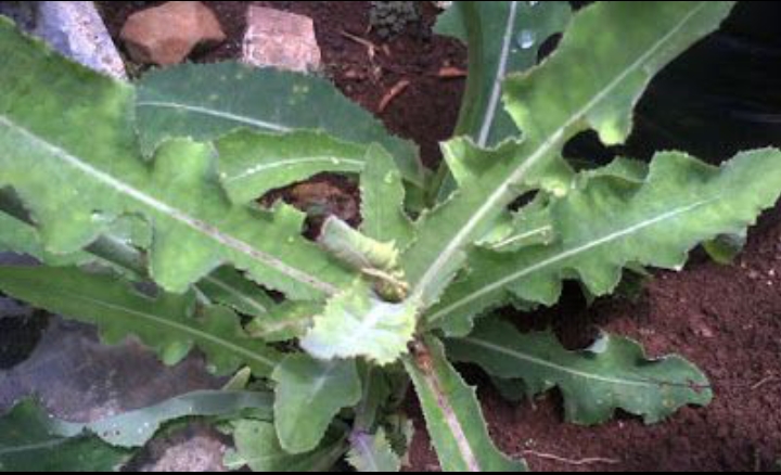 Daun tempuyung (Pinteres)