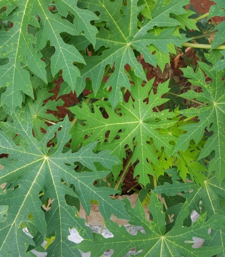 Daun Pepaya (Pinterest)