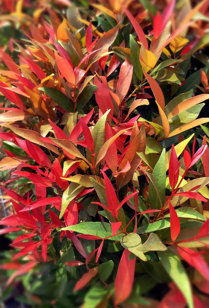 Pucuk daun merah (Pinterest)
