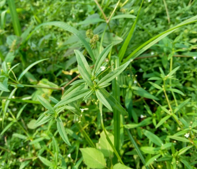 Rumput mutiara