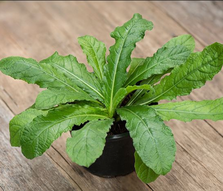 Daun Tapak Liman