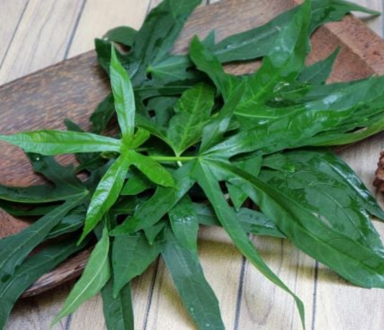 Manfaat daun gedi