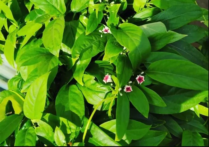 Tanaman Daun kentut  (Instagram ryokenziro)