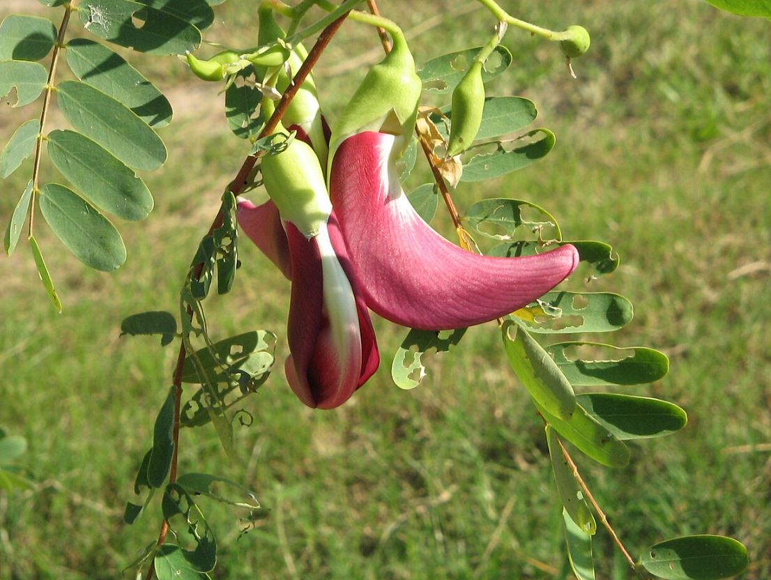 Tanaman Turi Merah