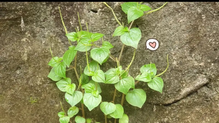 Manfaat daun suruhan
