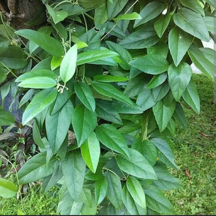 Manfaat daun cincau untuk kesehatan