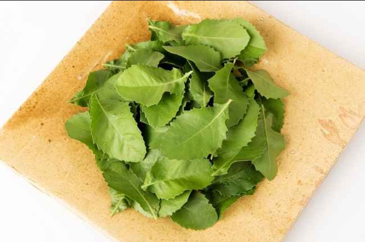 Khasiat daun luntas