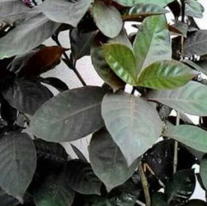 Daun puding hitam