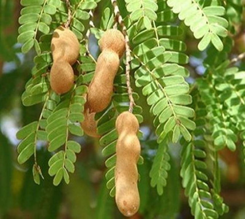 Di balik Tanaman Asam Jawa, Sinom atau Daun Mudanya Menyimpan Segudang Manfaat untuk Kesehatan Tubuh, dari Sumber Antioksidan hingga Pencegahan Penyakit Kanker. (PINTEREST)