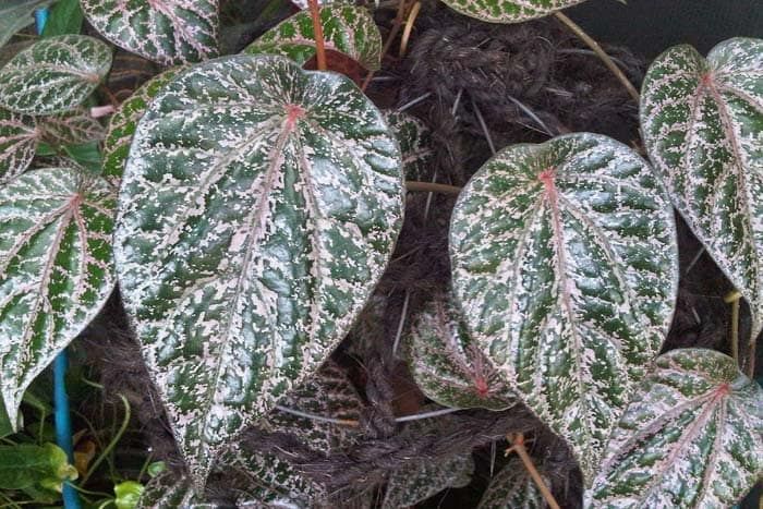 Sayang Kalau Dilewatkan! 11 Khasiat Daun Sirih Merah untuk Kesehatan Tubuh dari Mengobati Nyeri Haid atau Dilepen hingga Risiko Peradangan Prostat Secara Alami tanpa Kimia-Kimiaan. (PINTEREST)