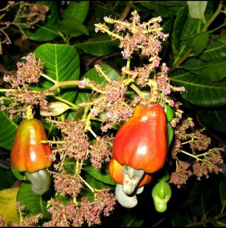 Daun jambu monyet (Pinterest)