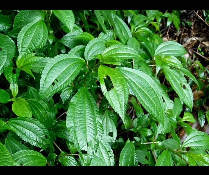 Daun pohpohan (Wikipedia)