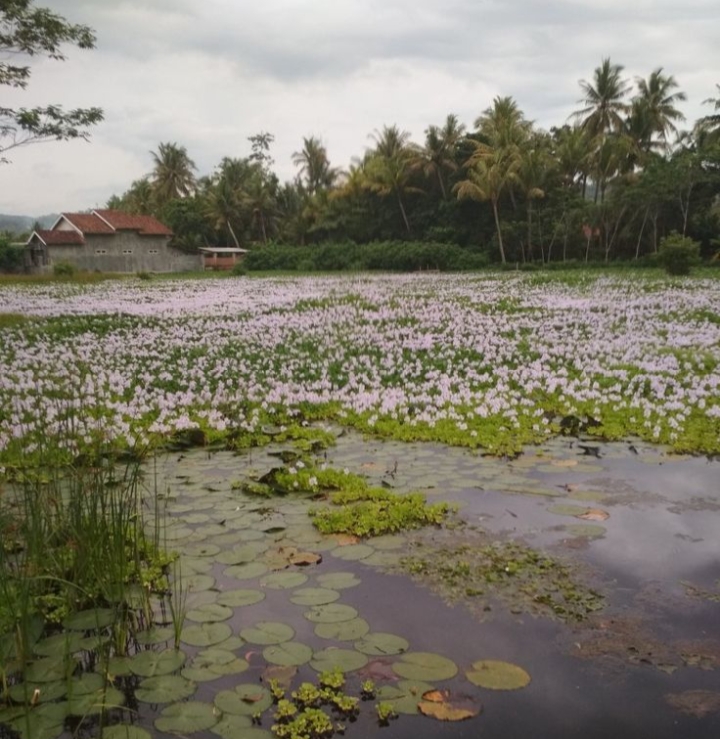 Eceng gondok (Pinterest)