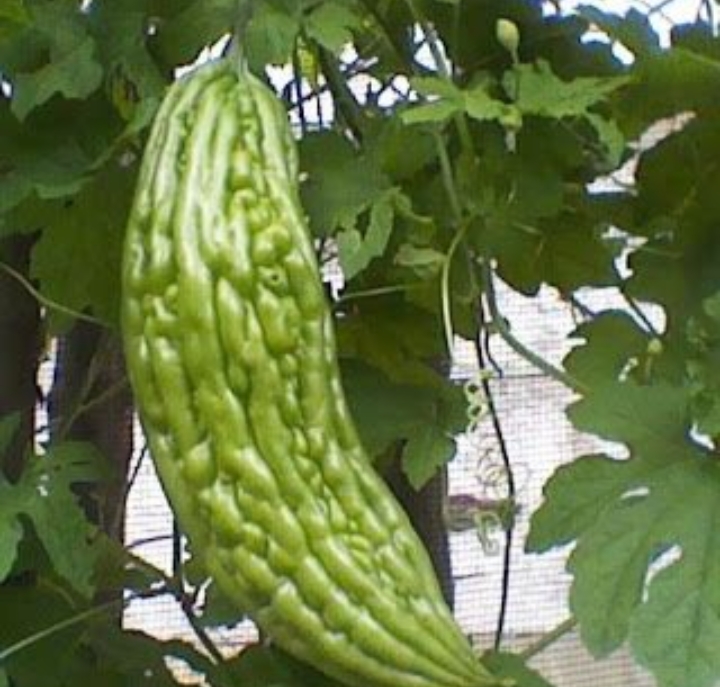 Daun dan buah pare (pinterest)