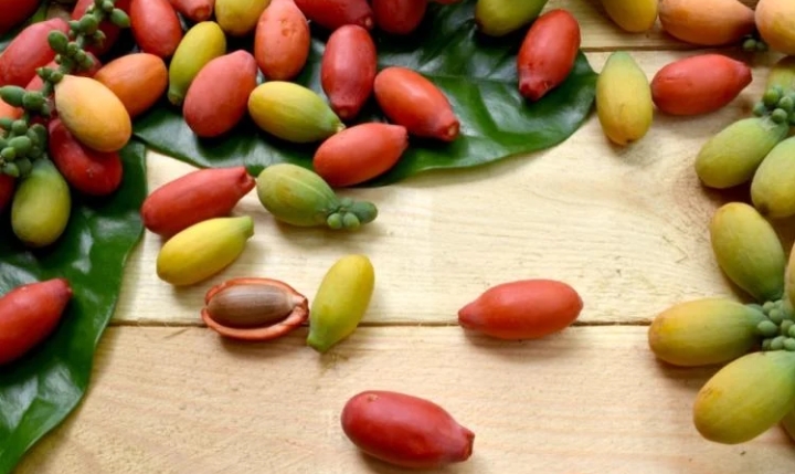 Buah melinjo