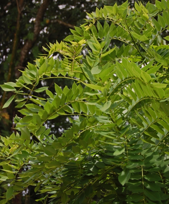 Daun gamal (Wikipedia)