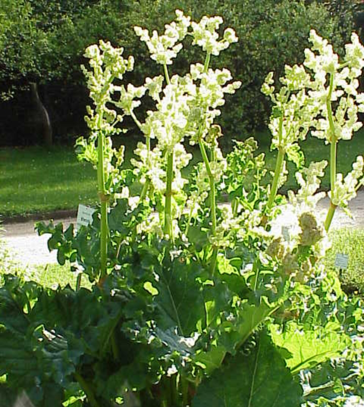 Daun kelembak bantu Atasi sembelit (gambar: Wikipedia)