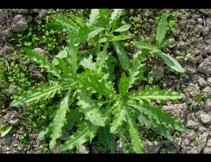 Cara pengolahan daun tapak liman untuk jadi obat herbal