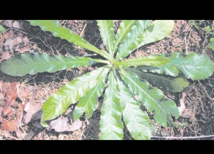 daun tapak liman