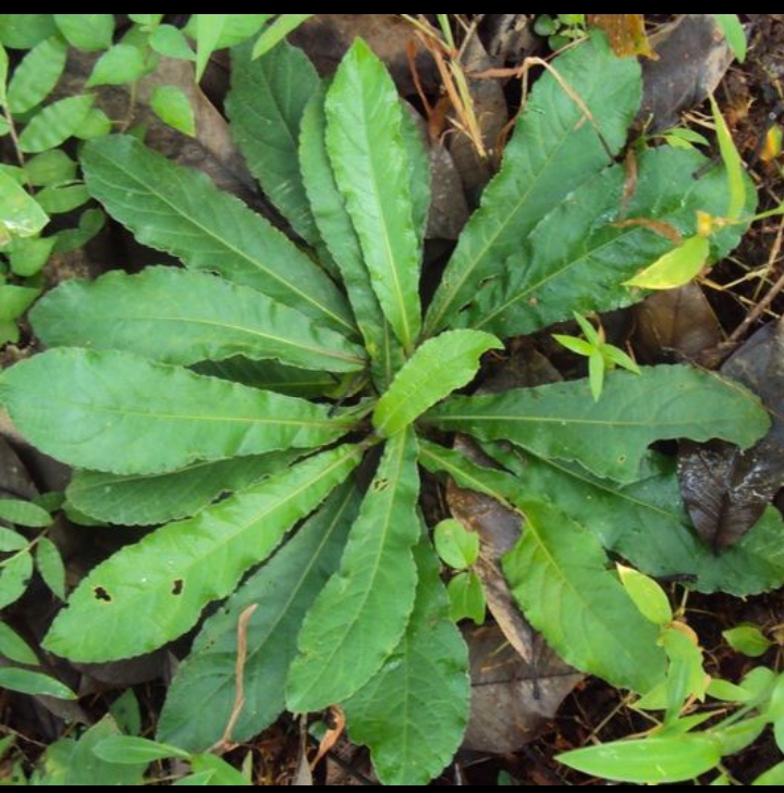 Cara pengolahan daun tapak liman jadi obat herbal