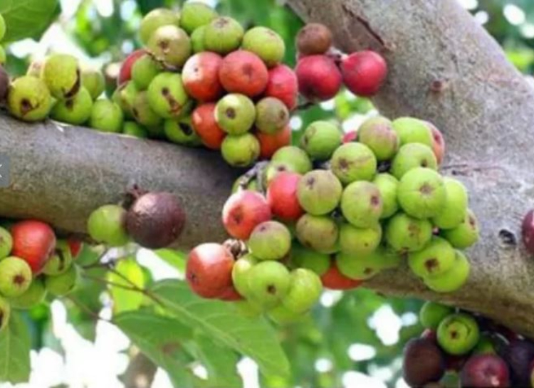 buah loa
