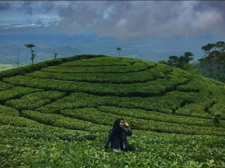 Kebun Teh Jamus (google maps : Nona Wakhida)