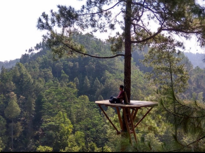 Hutan Pinus Kita Gemaharjo dengan Pemandangan hutan pinus alaminya yang menarik untuk dikunjungi