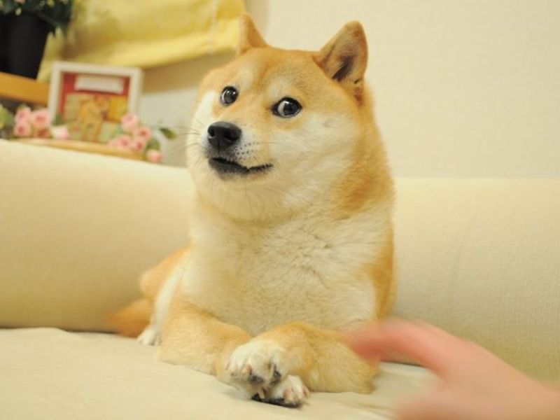 Rest in Peace, Kabosu Si Doge Meme Dikabarkan Kini Sudah Tutup Usia. (PINTEREST)