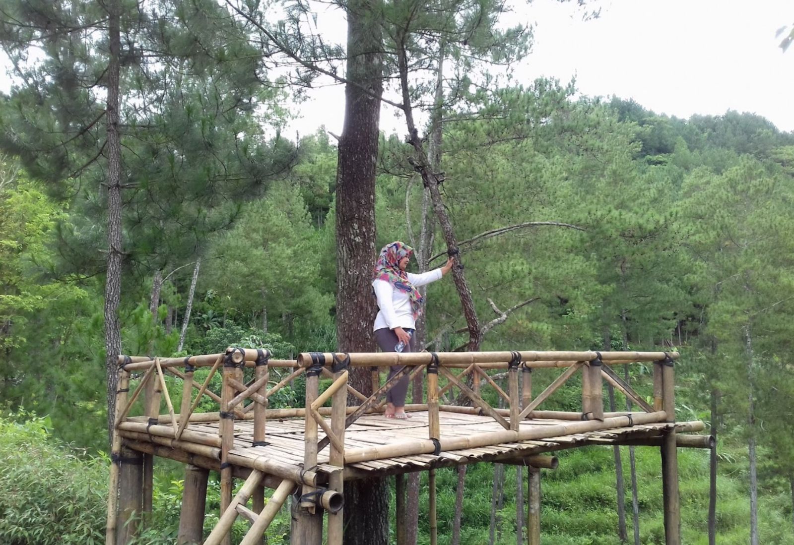 Wisata Pinus Kita Gemaharjo, Pesona Menawan Pepohonan Rindang di Pacitan Bikin Betah Gak Mau Pulang