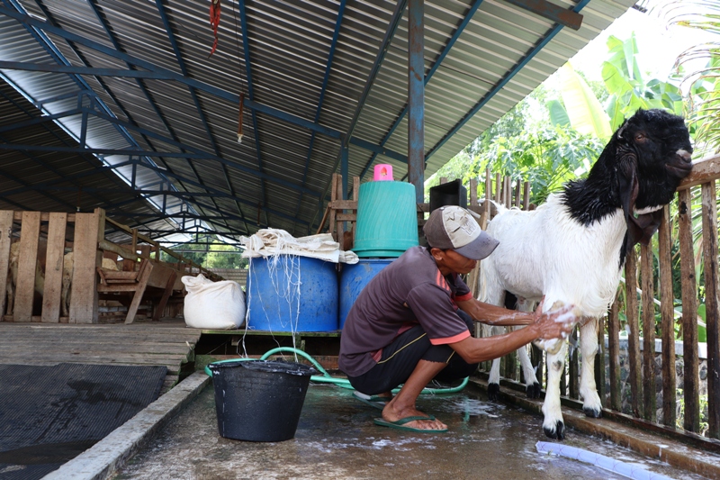 KLIMIS: Achmad Jumali merawat dan memandikan ratusan kambing miliknya setiap hari. (SUGENG DWI N./JAWA POS RADAR PONOROGO)