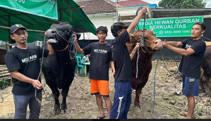 Prabowo sumbang 6 sapi dengan berat 1 ton