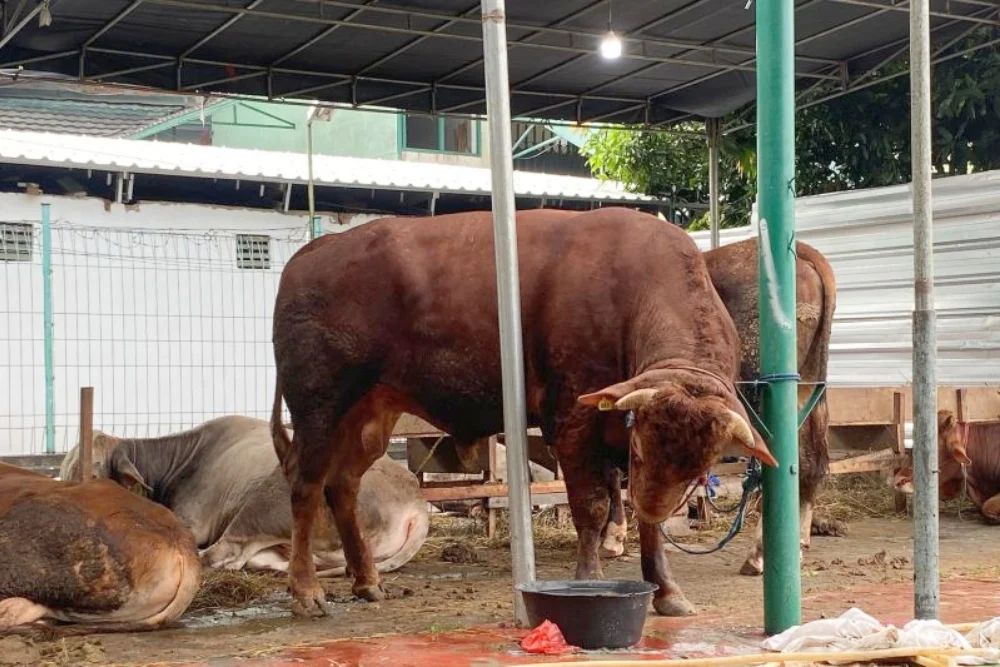Gibran Rakabuming Raka sumbang sapi limosin
