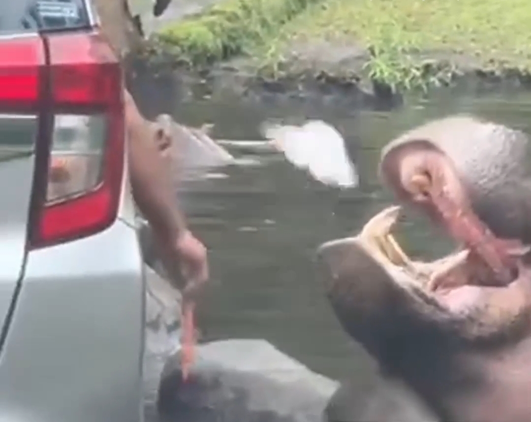 Salah Satu Pengunjung Taman Safari Indonesia, Bogor Beri Makan Kuda Nil Pakai Sampah (Instagram @fakta.jakarta)