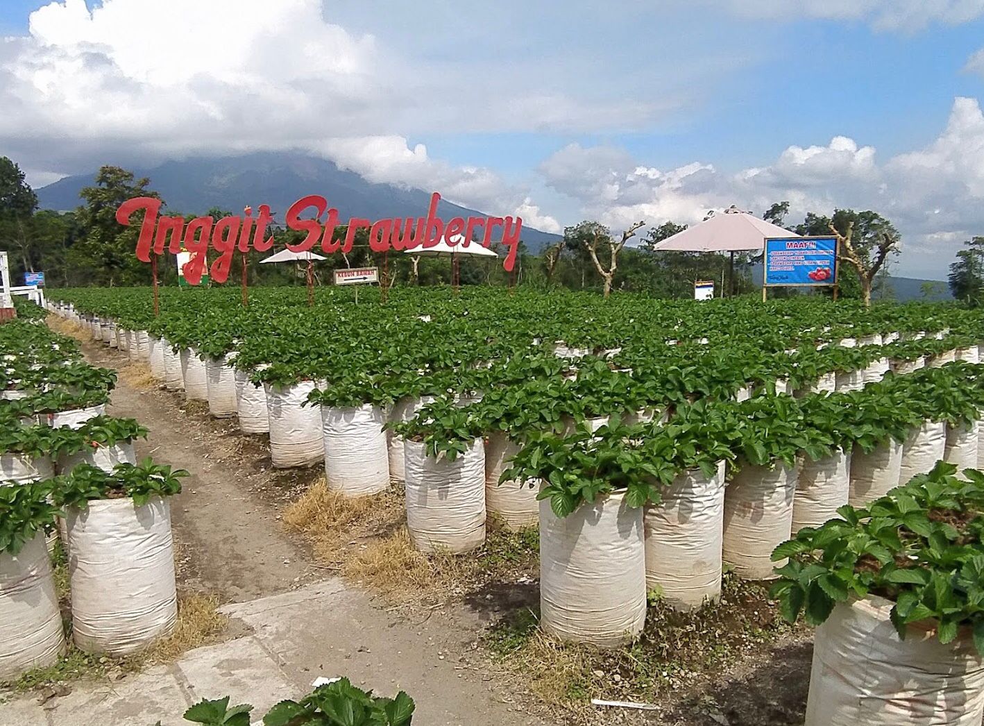 Kebun Inggit Strawberry wisata agrowisata di sekitar Air Terjun Kedung Kayang