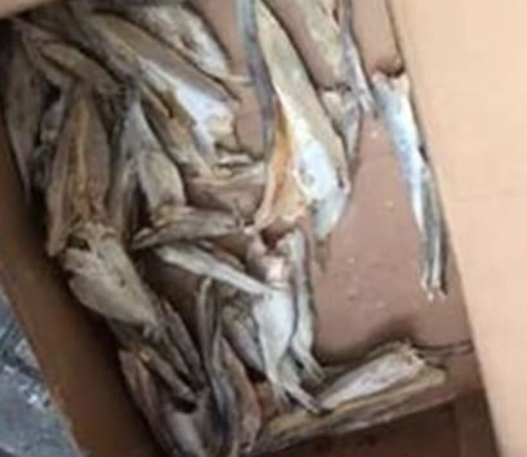 Polda Metro Jaya berhasil menghentikan peredaraan narkoba jenis ganja dibalik tumpukan ikan asin.