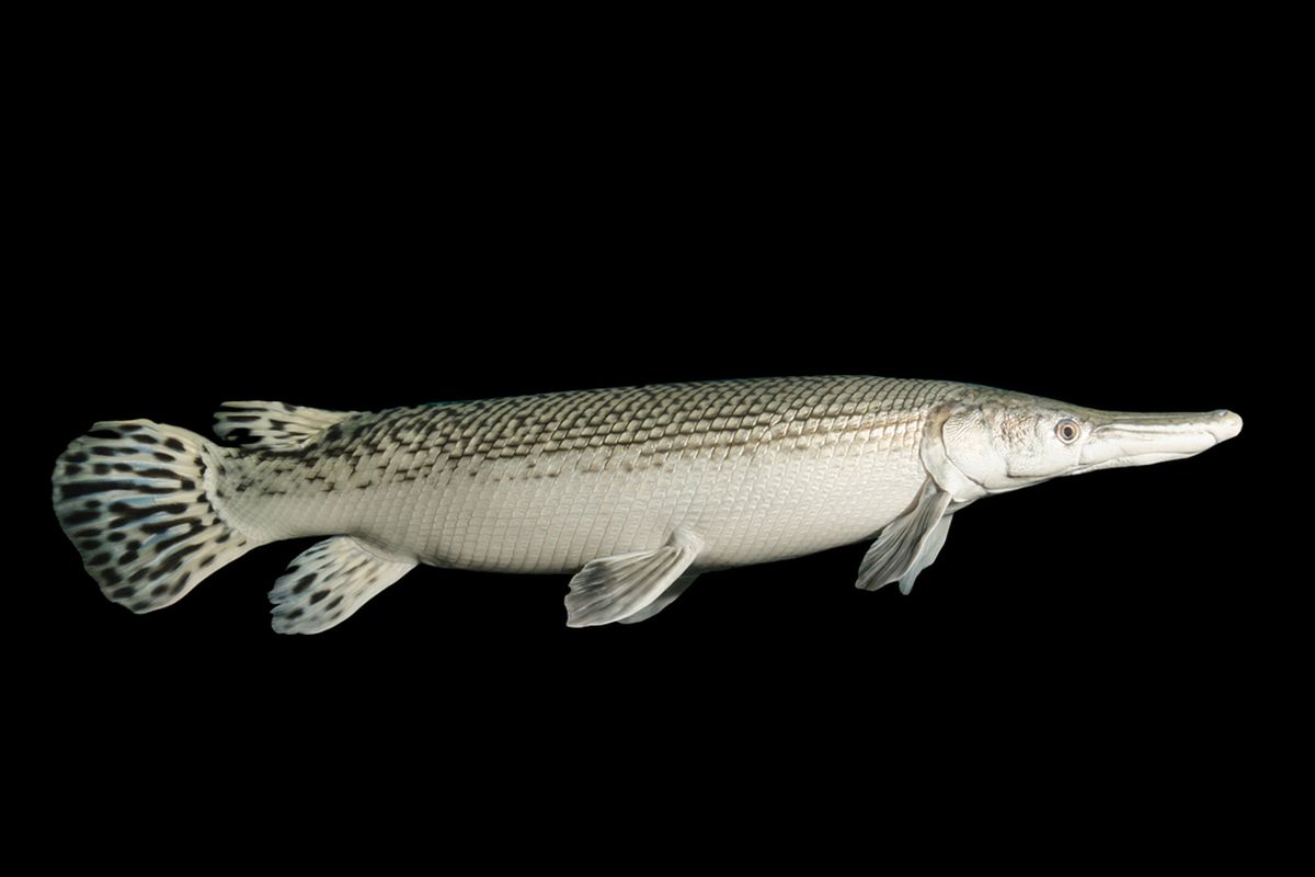 Ikan Aligator Gar atau biasa disebut Ikan Predator (Shutterstock)