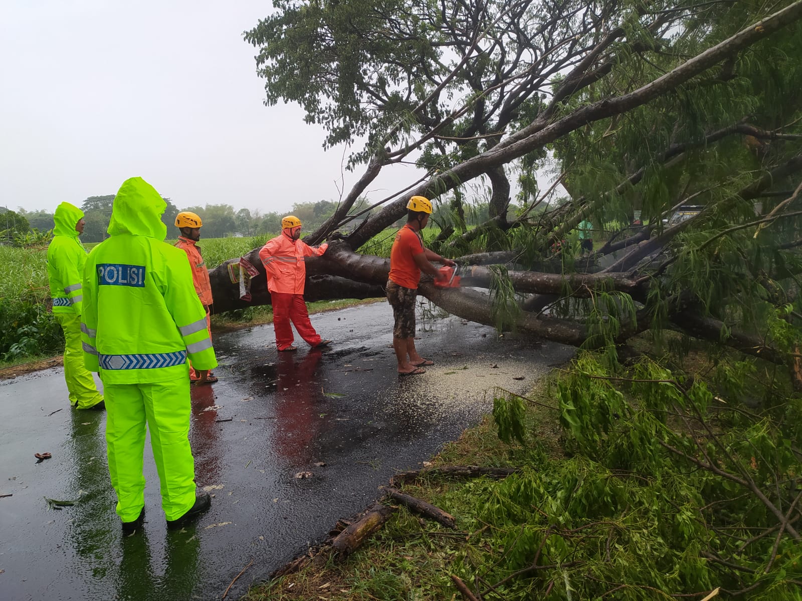 Petugas melakukan evakuasi pohon tumbang di Magetan dampak hujan deras Minggu (20/10/2024). (AJI PUTRA/JAWA POS RADAR MAGETAN)