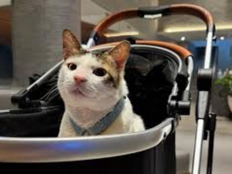 bobby kucing kesayangan prabowo yang pindah ke istana negara