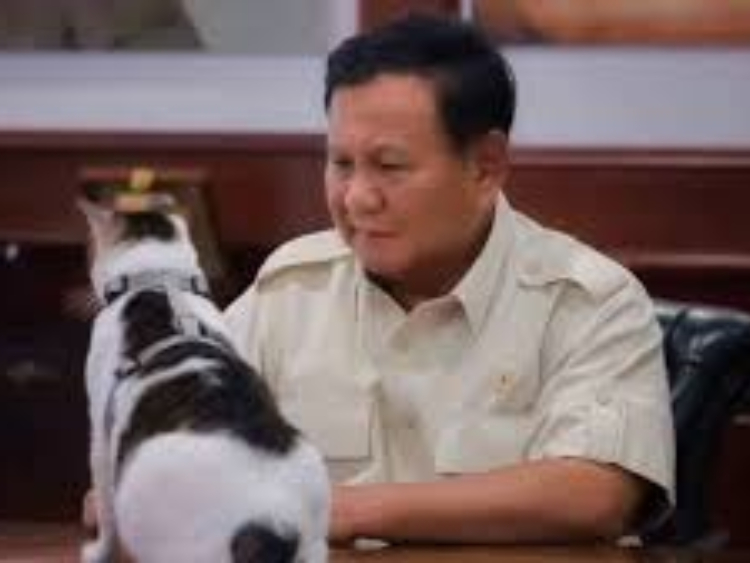 Bobby, kucing  yang selalu menemani kerja Prabowo Subianto. (Istimewa)
