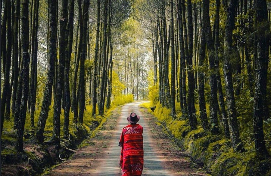 Keindahan Pesona Alam Wisata Hutan Pinus Kragilan Magelang