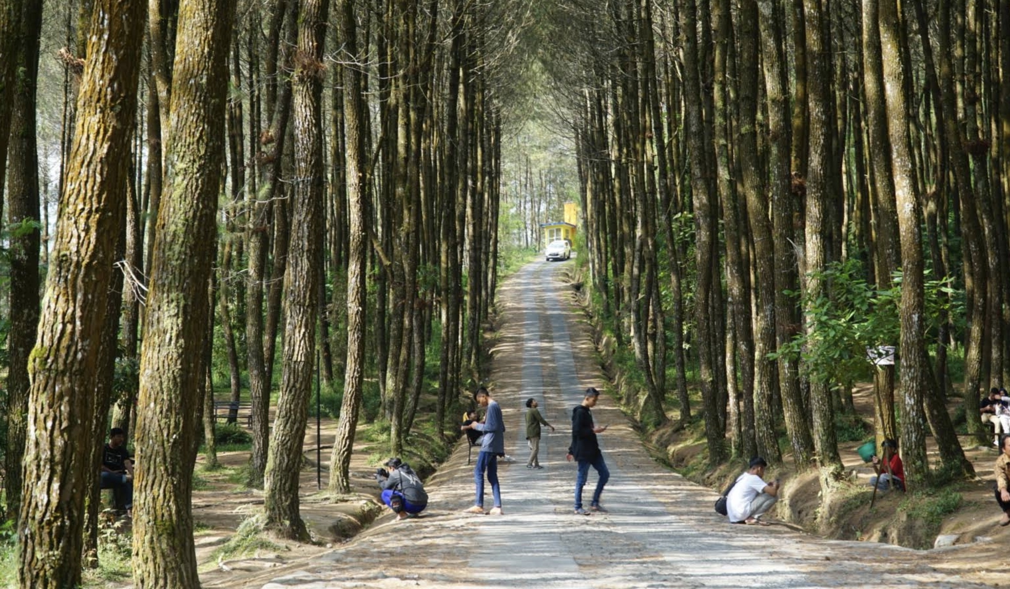 Hutan Pinus Kragilan dengan sederet daya tariknya yang memikat