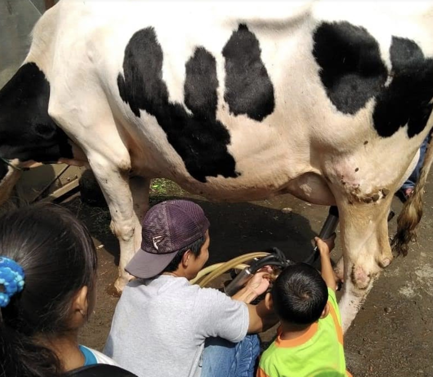 Rekomendasi wisata Boyolali, salah satunya ada wisata Agro Sapi Perah/gmaps : Peternak Sapi Perah PARAS milk